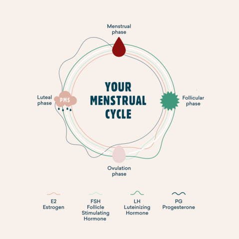 your menstrual cycle and hormone health