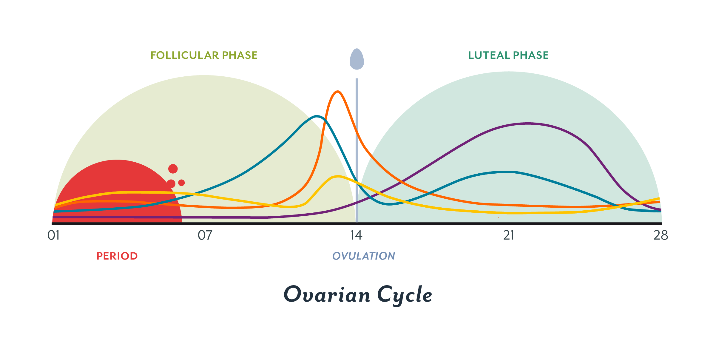 phases of the menstrual cycle